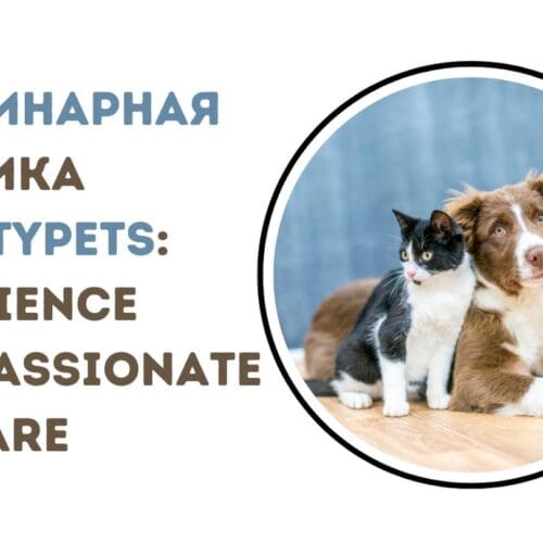 ветеринарная клиника VetCityPets: Compassionate Pet Care Now